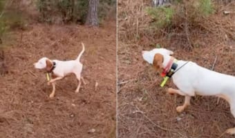 猟犬として活躍するイングリッシュ・ポインター。獲物となるウズラを見つけると、彫像のように動きません!ピクリとも動かないその姿にビックリ!