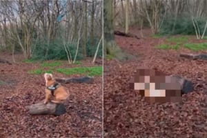 宙に浮かぶオモチャを取りたい犬。木の上からピョンと飛んだだけでは届かなかったので、助走をつけてジャンプをすると・・・壮大な失敗に終わりました