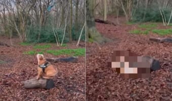 宙に浮かぶオモチャを取りたい犬。木の上からピョンと飛んだだけでは届かなかったので、助走をつけてジャンプをすると・・・壮大な失敗に終わりました