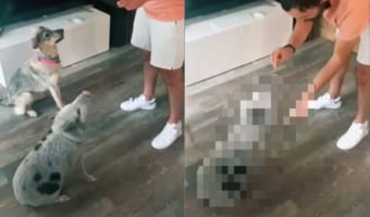 お手もおすわりもおてのもの!?子ブタが飼い主さんからおやつをもらう時に見せた姿にビックリ!隣りにいるお友達の真似をしたのかな?