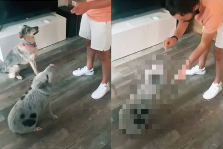 お手もおすわりもおてのもの！？子ブタが飼い主さんからおやつをもらう時に見せた姿にビックリ！隣りにいるお友達の真似をしたのかな？