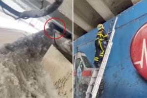 『橋げた』の下に入り込んでしまい動きようがなくなっていた犬。この子を助けるべく、レスキュー隊によって救出劇が繰り広げられました！