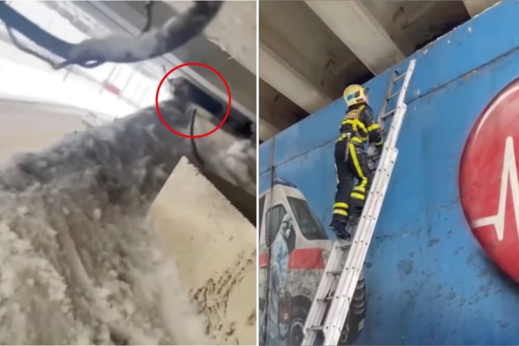 『橋げた』の下に入り込んでしまい動きようがなくなっていた犬。この子を助けるべく、レスキュー隊によって救出劇が繰り広げられました！