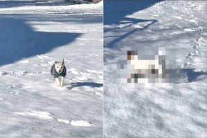 飼い主さんの元へ向かおうと雪の上を走っていたジャックラッセルテリア。ところが雪に浮かれた子犬にとんでもない方法で邪魔されてしまいました！