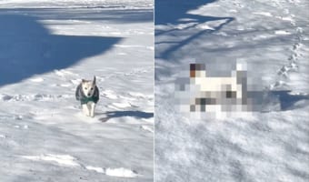 飼い主さんの元へ向かおうと雪の上を走っていたジャックラッセルテリア。ところが雪に浮かれた子犬にとんでもない方法で邪魔されてしまいました!