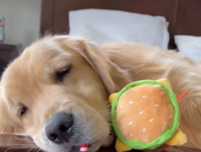 ぐっすりお昼寝中のゴールデンレトリバー。遊び疲れて寝落ちしただろうことがよくわかる、その寝顔に注目です