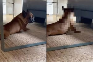 見られたくなかった？テーブルの下でくつろいでいた犬。飼い主さんに見られていたと気付くと・・・、恥ずかしいのかすぐに目をそらしました！！