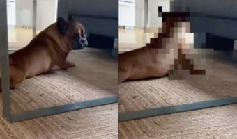 見られたくなかった?テーブルの下でくつろいでいた犬。飼い主さんに見られていたと気付くと・・・、恥ずかしいのかすぐに目をそらしました!!