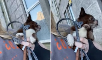 飼い主さんに抱かれて散歩を続けるチワワ。自分も歩いているつもりなのか、その足がかわいくピョコピョコ動いています