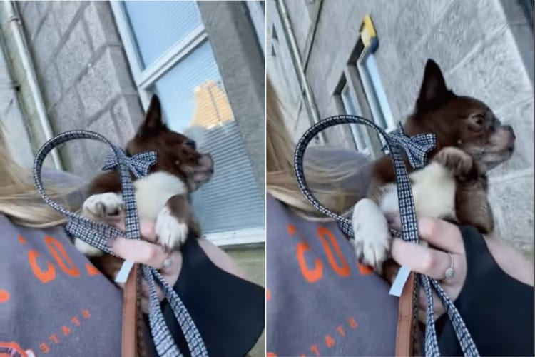 飼い主さんに抱かれて散歩を続けるチワワ。自分も歩いているつもりなのか、その足がかわいくピョコピョコ動いています