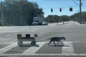 まるで物語のワンシーンみたい！横断歩道を渡る犬がひくキャリーワゴンに乗っていたのは、なんと〇〇たちだったのです！！