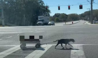 まるで物語のワンシーンみたい!横断歩道を渡る犬がひくキャリーワゴンに乗っていたのは、なんと〇〇たちだったのです!!