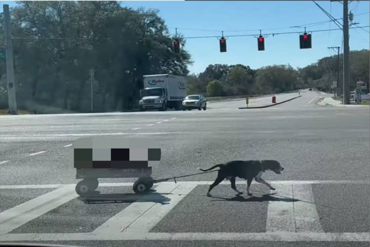 まるで物語のワンシーンみたい！横断歩道を渡る犬がひくキャリーワゴンに乗っていたのは、なんと〇〇たちだったのです！！