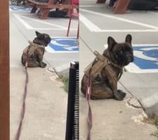 「誰かご飯くれないかな〜？」他所様のお食事風景を眺める犬。飼い主さんに名前に呼ばれたら、流石に諦めるかと思いきや・・・