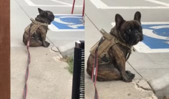 「誰かご飯くれないかな〜？」他所様のお食事風景を眺める犬。飼い主さんに名前に呼ばれたら、流石に諦めるかと思いきや・・・