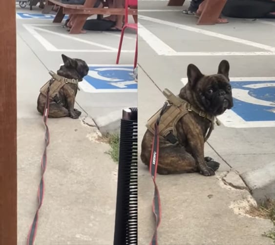 「誰かご飯くれないかな〜？」他所様のお食事風景を眺める犬。飼い主さんに名前に呼ばれたら、流石に諦めるかと思いきや・・・