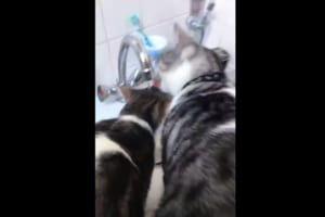 蛇口から流れる水を飲む猫たち。ところで君たち・・・、本当に水を飲めているの？と疑問を抱くような状態になっていました