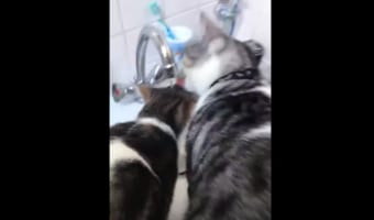 蛇口から流れる水を飲む猫たち。ところで君たち・・・、本当に水を飲めているの?と疑問を抱くような状態になっていました