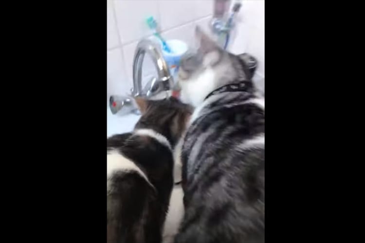 蛇口から流れる水を飲む猫たち。ところで君たち・・・、本当に水を飲めているの？と疑問を抱くような状態になっていました