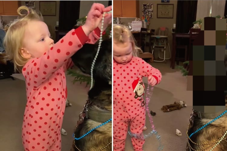 「まだこれ続くの？」って言っていそう。愛犬をかわいくドレスアップしたい女の子と、ネックレスをかけられるのをじっと待つベルジアンマリノア