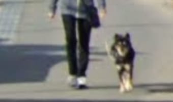 「ストリートビューで昨年末に看取った犬の散歩コースを見ていたら、生前の犬が写っていた」奇跡の再会に多くの反響