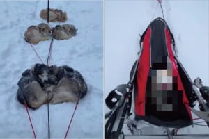 雪道で寝転んだり、身を寄せ合って休憩したり、ちゃっかり自分も運んでもらったり。なかなか順調に進めていなそうな犬ゾリですが、なんだか楽しそう！！