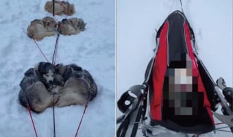 雪道で寝転んだり、身を寄せ合って休憩したり、ちゃっかり自分も運んでもらったり。なかなか順調に進めていなそうな犬ゾリですが、なんだか楽しそう!!