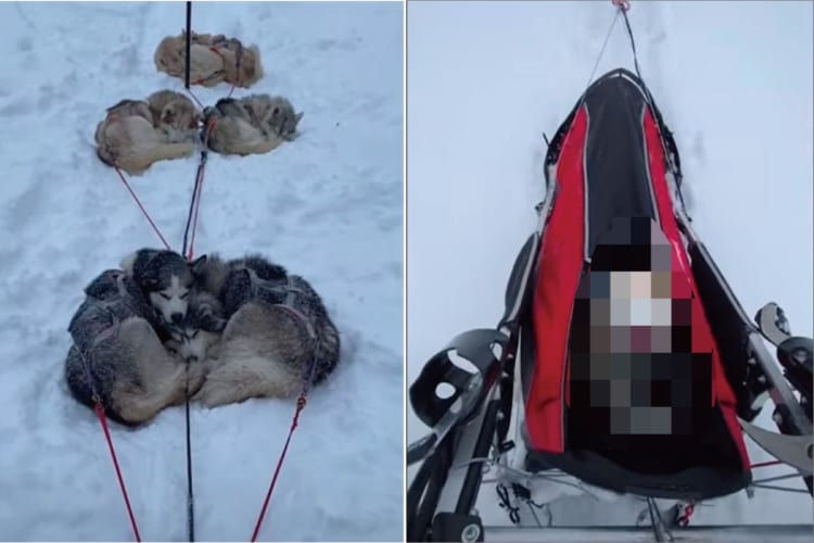 雪道で寝転んだり、身を寄せ合って休憩したり、ちゃっかり自分も運んでもらったり。なかなか順調に進めていなそうな犬ゾリですが、なんだか楽しそう！！