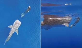 ハワイの海で起きた奇跡の出会い。ダイバーがジンベイザメと仲良く泳ぐ姿が圧巻!ジンベイザメの口の大きさも伝わってくる映像に息をのむ