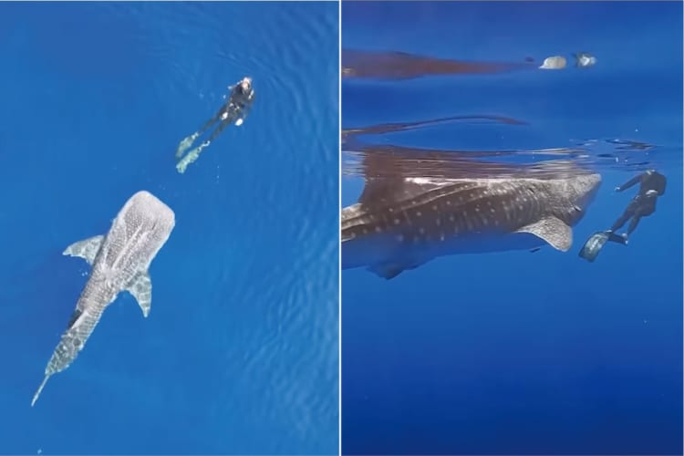 ハワイの海で起きた奇跡の出会い。ダイバーがジンベイザメと仲良く泳ぐ姿が圧巻！ジンベイザメの口の大きさも伝わってくる映像に息をのむ