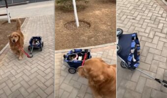 猫のことをワゴンカートに入れて散歩に連れていってくれたゴールデンレトリーバー。ところが、家に到着したとたんに猫の扱いが雑になったのです