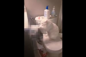 やめて！それは爪とぎじゃないの！！一心不乱に猫がオモチャにしているのは・・・、なんと〇〇〇〇でした！！