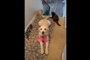 撮影中の飼い主さんをじっと見つめる愛犬。ところでご機嫌そうな君のしっぽをオモチャにしている子達がいるけど気付いてる？