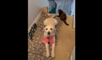 撮影中の飼い主さんをじっと見つめる愛犬。ところでご機嫌そうな君のしっぽをオモチャにしている子達がいるけど気付いてる?