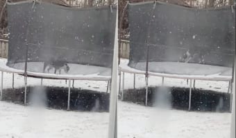 雪が大好きだという犬。雪が降っている最中にトランポリンで遊ぶととても楽しいみたい！ずっと跳ね続けて楽しそうに過ごしています