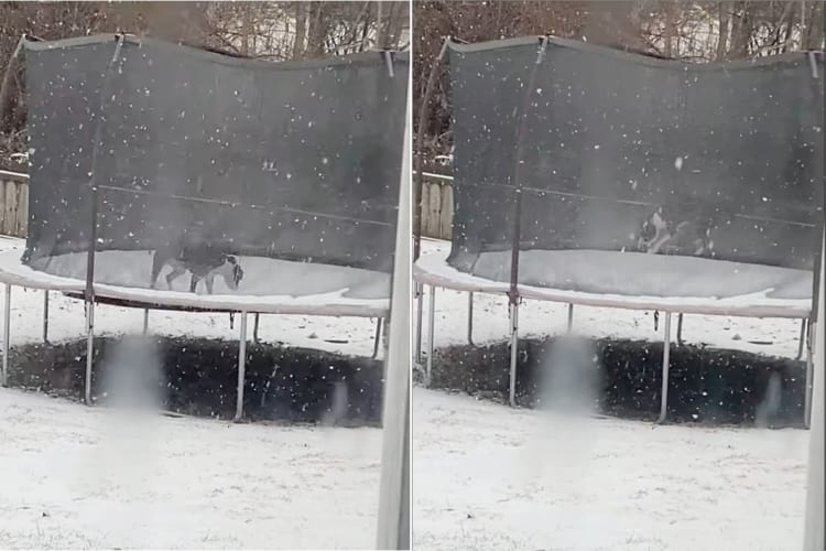 雪が大好きだという犬。雪が降っている最中にトランポリンで遊ぶととても楽しいみたい！ずっと跳ね続けて楽しそうに過ごしています