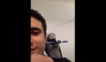 オウムがするのは声真似だけではなかった?!飼い主さんの肩で一緒に歯磨きする姿にビックリ!!