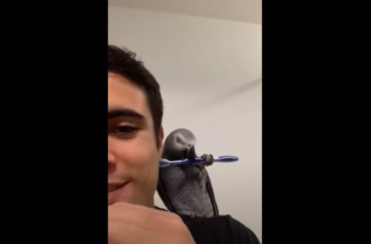 オウムがするのは声真似だけではなかった？！飼い主さんの肩で一緒に歯磨きする姿にビックリ！！