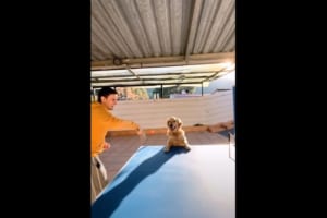 卓球の壁打ちに参加したくて仕方がない様子の犬。ピンポン玉を食い入るように見つめ・・・、落としたボールを拾おうと飼い主さんと競争だ！！