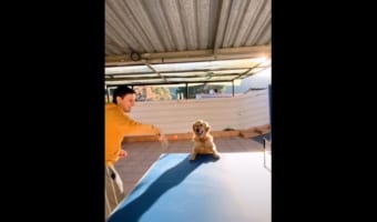 卓球の壁打ちに参加したくて仕方がない様子の犬。ピンポン玉を食い入るように見つめ・・・、落としたボールを拾おうと飼い主さんと競争だ！！