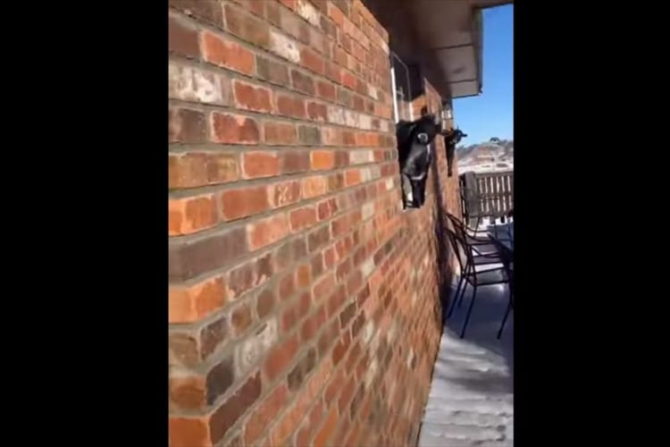 愛犬と出かけようとしたら、ヤギの兄弟が窓から顔を出して見送ってくれていました。その時の2匹の体勢がシンクロしていて、笑みがこぼれちゃう！