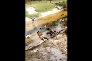 ベルジアン・シェパードの身体能力がスゴすぎる！ほぼ垂直の川の堤防を一気に駆け降りたと思ったら・・・、次の瞬間見せた動きにビックリ！！