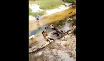 ベルジアン・シェパードの身体能力がスゴすぎる!ほぼ垂直の川の堤防を一気に駆け降りたと思ったら・・・、次の瞬間見せた動きにビックリ!!