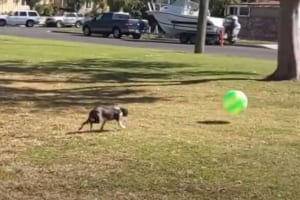 全力ダッシュでボールに向かうボストンテリア。ヘディングしようとしたところ、勢い余ってか自分がボールのように弾き飛ばされてしまいました！