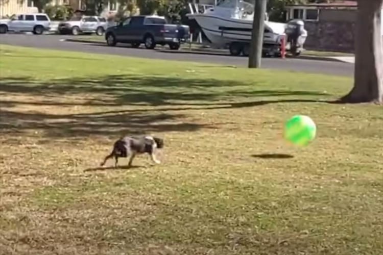 全力ダッシュでボールに向かうボストンテリア。ヘディングしようとしたところ、勢い余ってか自分がボールのように弾き飛ばされてしまいました！