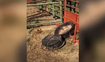 トレイが勝手に動いた！？中にいた意外な犯人にビックリ！これは想像つかなかった！