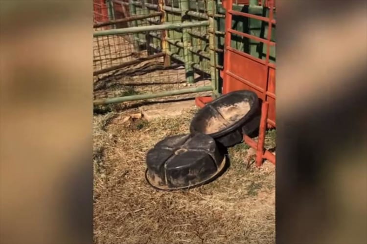 トレイが勝手に動いた！？中にいた意外な犯人にビックリ！これは想像つかなかった！