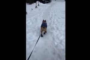 かわいい長靴を履いたフレンチブルドッグ。滑り止めの長靴のはずが・・・、足を滑らせてしまったようでおもしろい走り方に！！