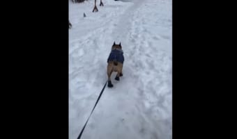 かわいい長靴を履いたフレンチブルドッグ。滑り止めの長靴のはずが・・・、足を滑らせてしまったようでおもしろい走り方に!!