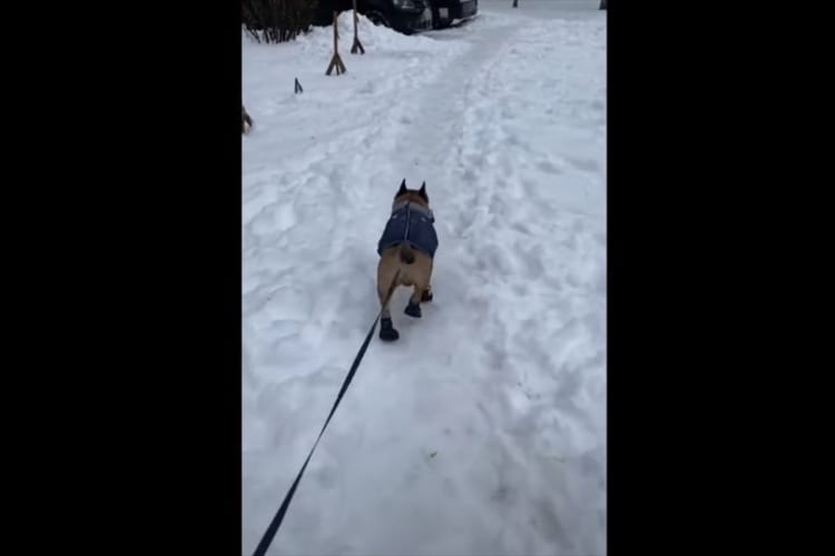 かわいい長靴を履いたフレンチブルドッグ。滑り止めの長靴のはずが・・・、足を滑らせてしまったようでおもしろい走り方に！！